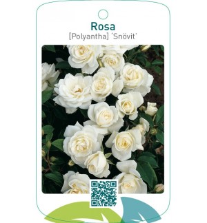 Rosa [Polyantha] ‘Snövit’