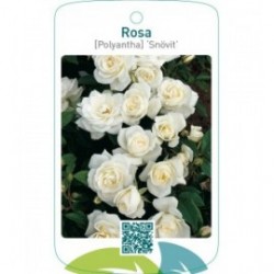 Rosa [Polyantha] ‘Snövit’