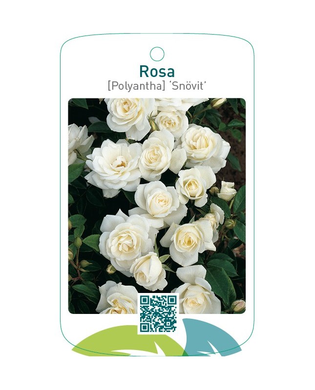 Rosa [Polyantha] ‘Snövit’
