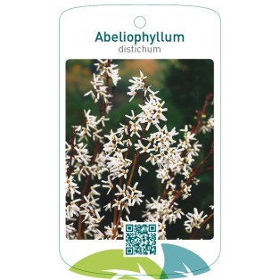 Abeliophyllum distichum