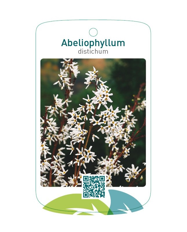 Abeliophyllum distichum