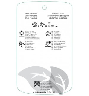 Etichette di Abeliophyllum distichum *