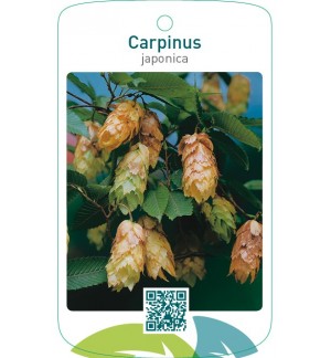 Carpinus japonica