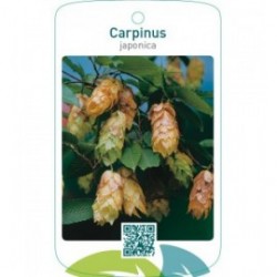 Carpinus japonica