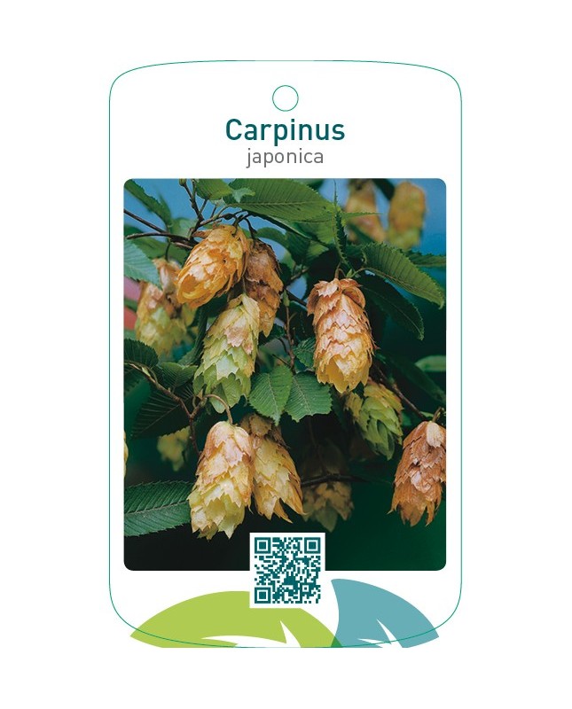 Carpinus japonica