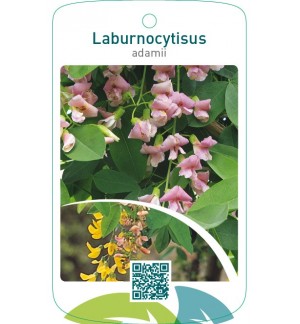 xLaburnocytisus adamii