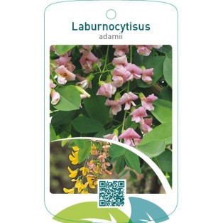 xLaburnocytisus adamii