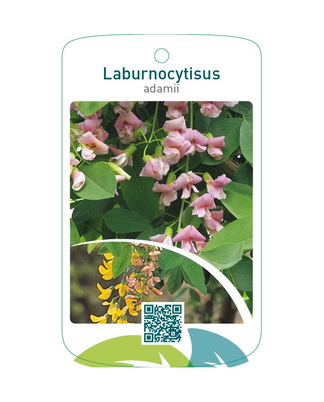 xLaburnocytisus adamii