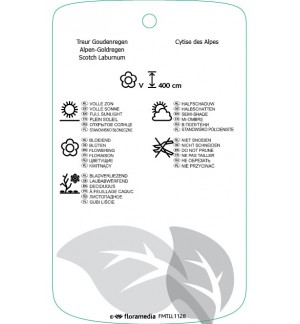 Etichette di xLaburnocytisus adamii *