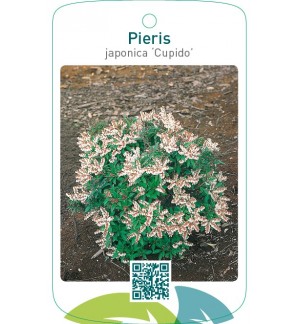 Pieris japonica ‘Cupido’