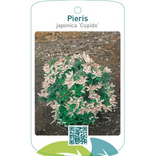 Pieris japonica ‘Cupido’