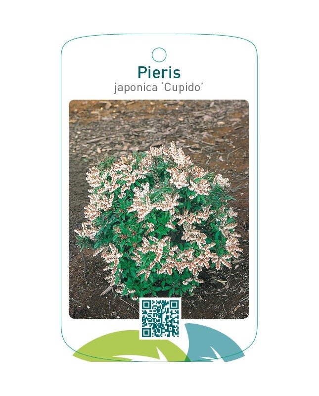 Pieris japonica ‘Cupido’