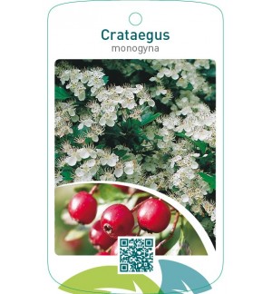 Crataegus monogyna