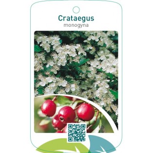 Crataegus monogyna