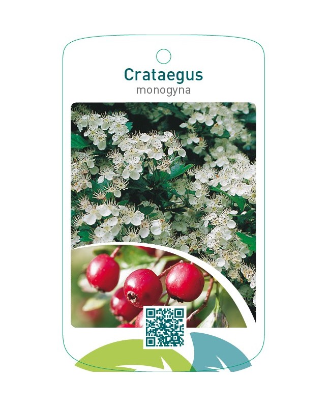 Crataegus monogyna