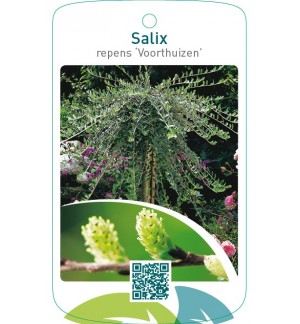 Salix repens ‘Voorthuizen’
