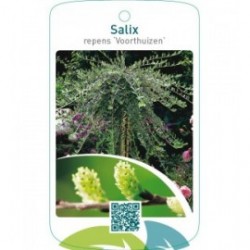 Salix repens ‘Voorthuizen’