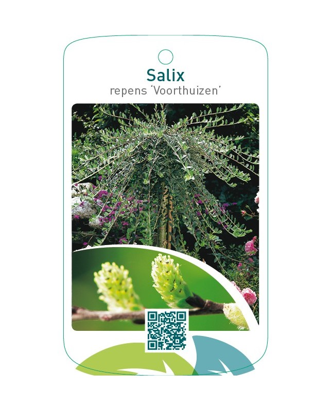Salix repens ‘Voorthuizen’