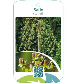 Salix xcottetii