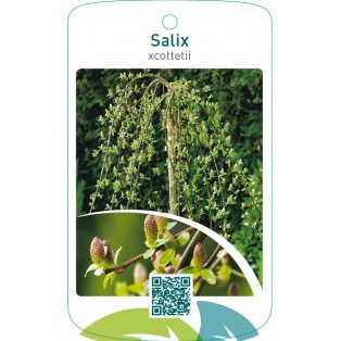 Salix xcottetii