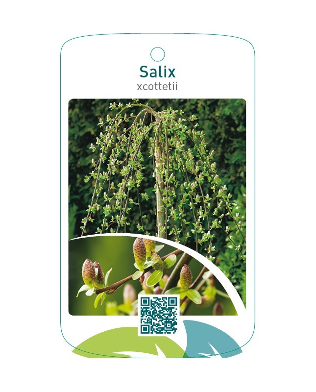 Salix xcottetii