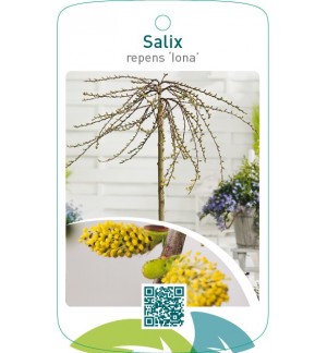 Salix repens ‘Iona’