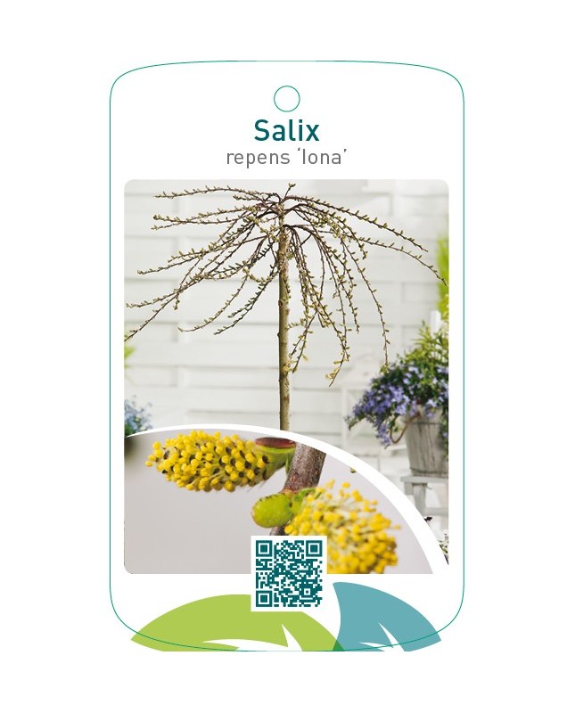 Salix repens ‘Iona’