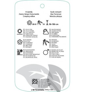 Etichette di Salix repens ‘Iona’ *