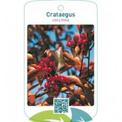 Crataegus coccinea