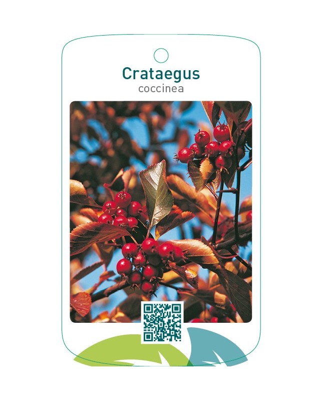 Crataegus coccinea