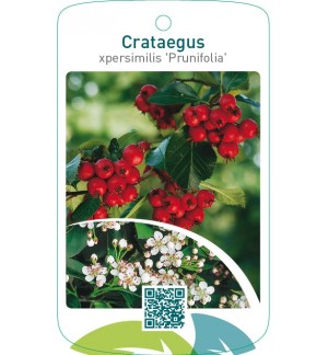 Crataegus xpersimilis ‘Prunifolia’