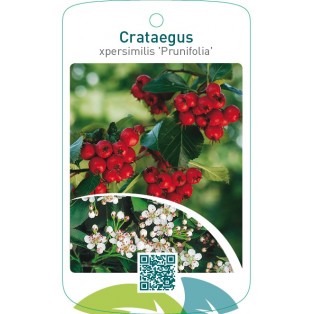 Crataegus xpersimilis ‘Prunifolia’