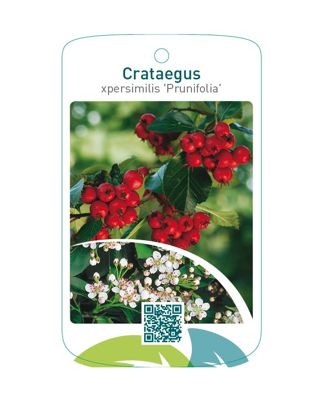 Crataegus xpersimilis ‘Prunifolia’