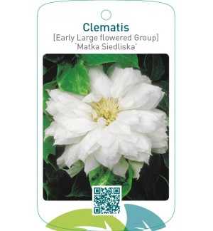 Clematis [Early Large flowered Group] ‘Matka Siedliska’