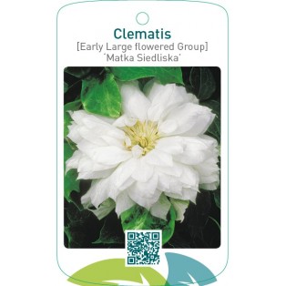 Clematis [Early Large flowered Group] ‘Matka Siedliska’