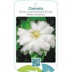 Clematis [Early Large flowered Group] ‘Matka Siedliska’