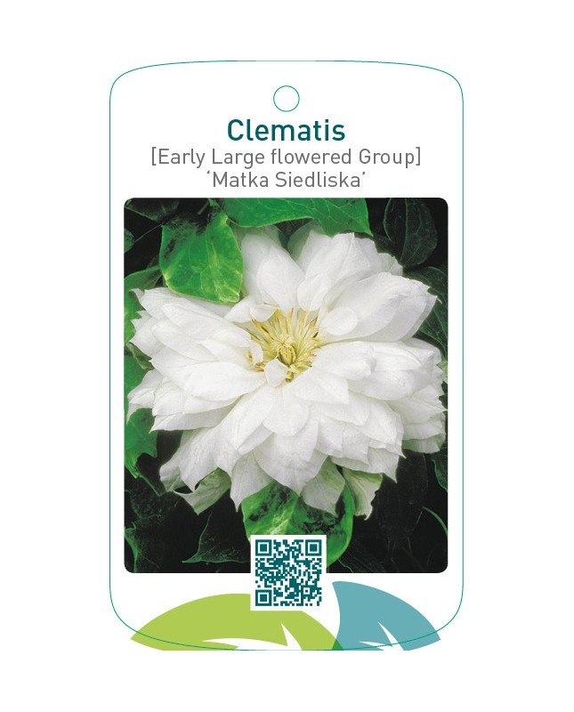 Clematis [Early Large flowered Group] ‘Matka Siedliska’
