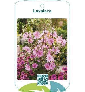 Lavatera
