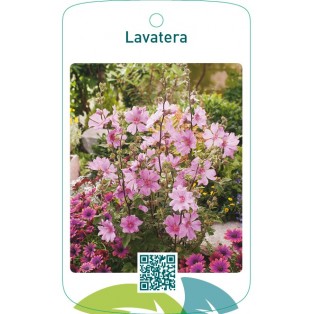 Lavatera