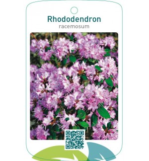 Rhododendron racemosum