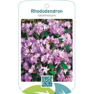 Rhododendron racemosum