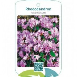 Rhododendron racemosum