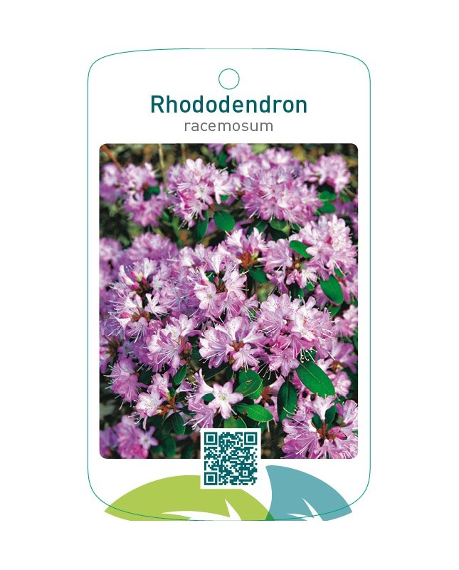Rhododendron racemosum