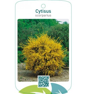 Cytisus scoparius