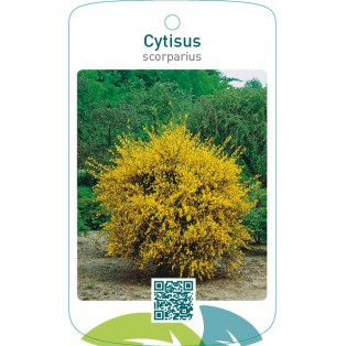Cytisus scoparius