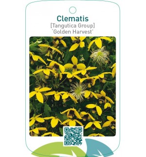 Clematis [Tangutica Group] ‘Golden Harvest’