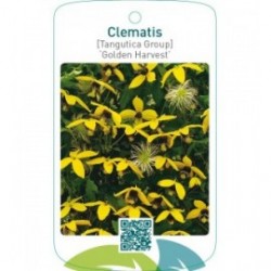 Clematis [Tangutica Group] ‘Golden Harvest’