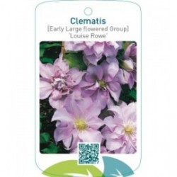 Clematis [Early Large flowered Group] ‘Louise Rowe’