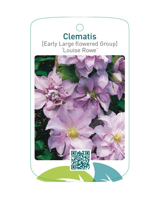 Clematis [Early Large flowered Group] ‘Louise Rowe’