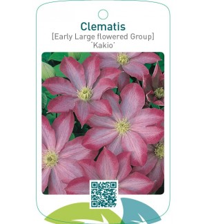 Clematis [Early Large flowered Group] ‘Kakio’